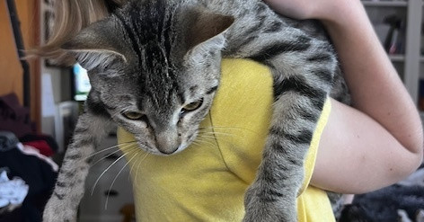 Ginnie, an adoptable Domestic Medium Hair in Panama city, FL, 32402 | Photo Image 1