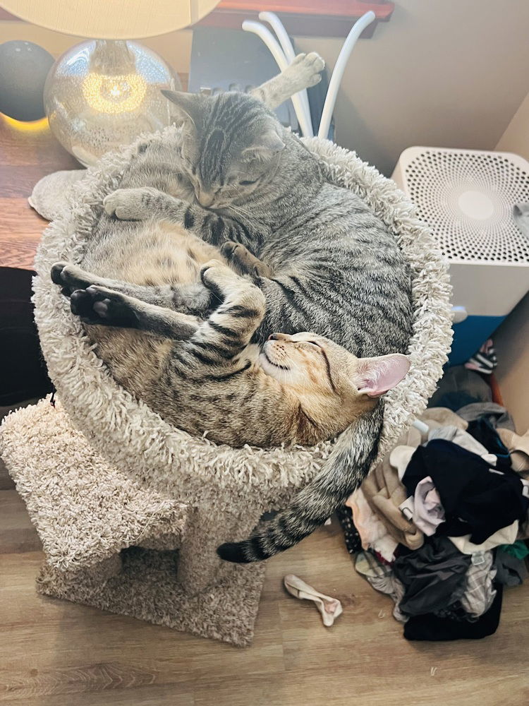 Ginnie, an adoptable Domestic Medium Hair in Panama city, FL, 32402 | Photo Image 2