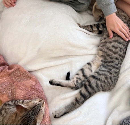 Ginnie, an adoptable Domestic Medium Hair in Panama city, FL, 32402 | Photo Image 3