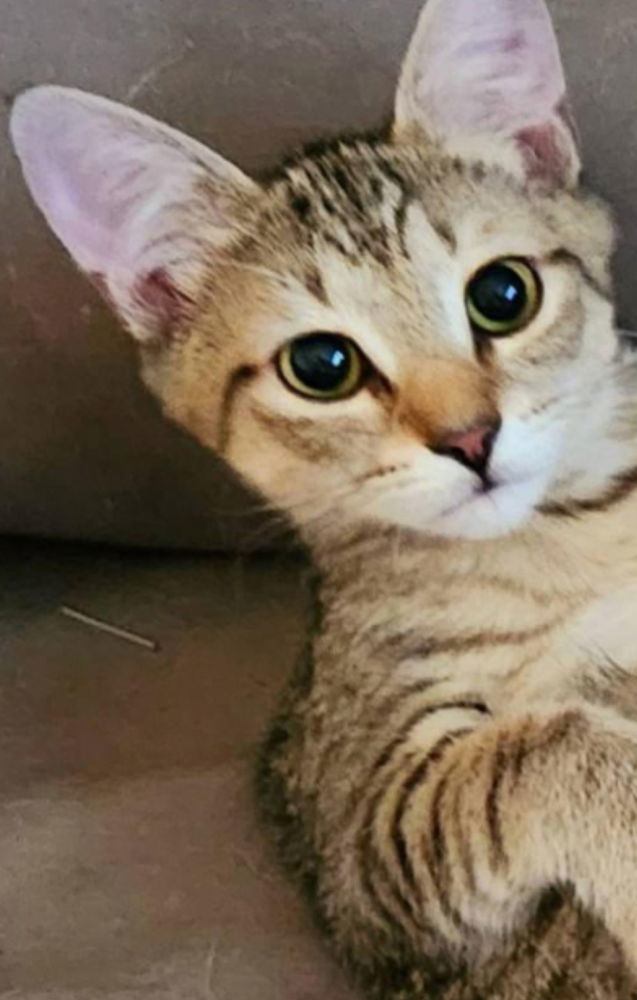 Ron, an adoptable Domestic Medium Hair in Panama city, FL, 32402 | Photo Image 1