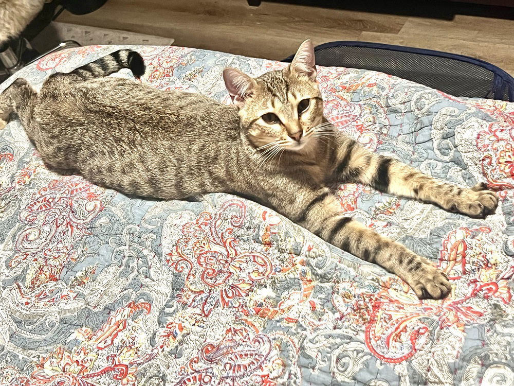 Ron, an adoptable Domestic Medium Hair in Panama city, FL, 32402 | Photo Image 1