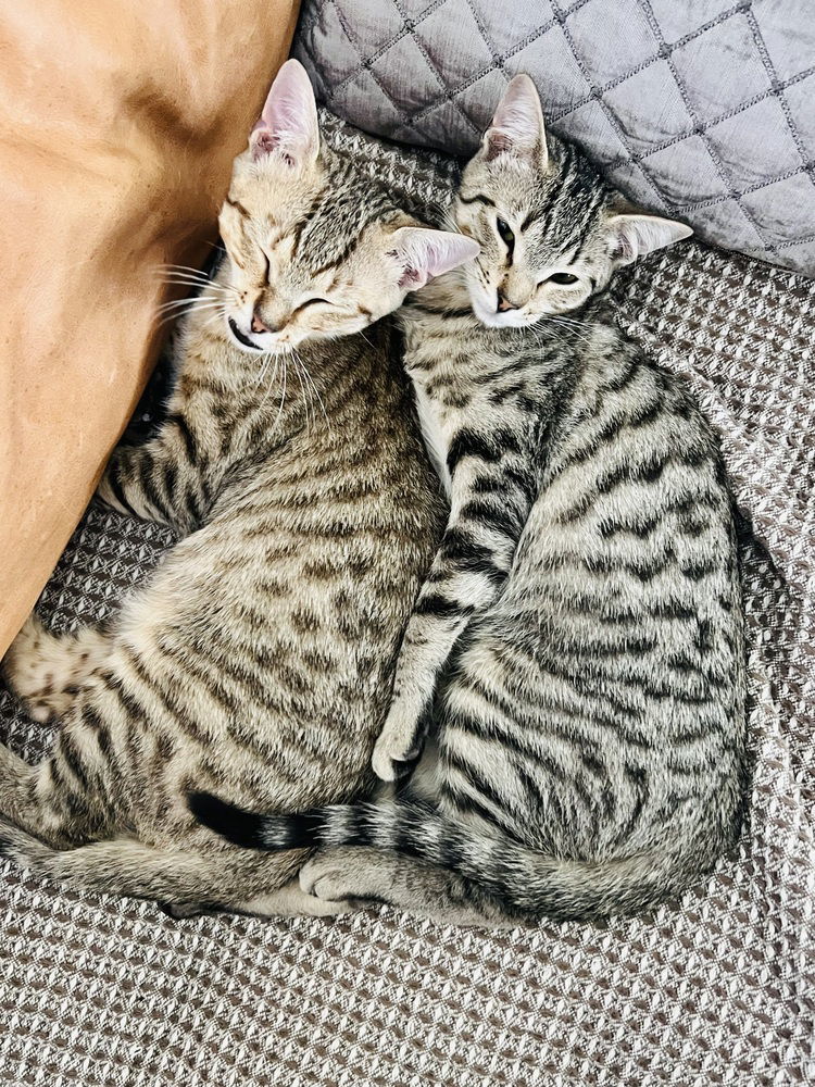 Ron, an adoptable Domestic Medium Hair in Panama city, FL, 32402 | Photo Image 2