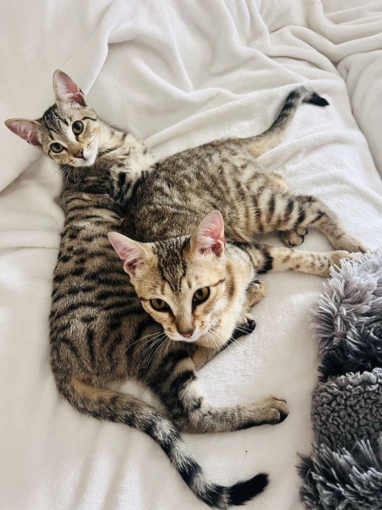 Ron, an adoptable Domestic Medium Hair in Panama city, FL, 32402 | Photo Image 3