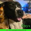 Onyx photo 1