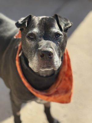 THOR #8, Senior Male Labrador Retriever