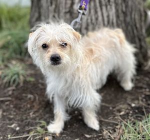 Amora Maltese Dog