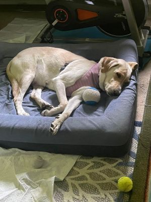 Waffles (TX) Labrador Retriever Dog