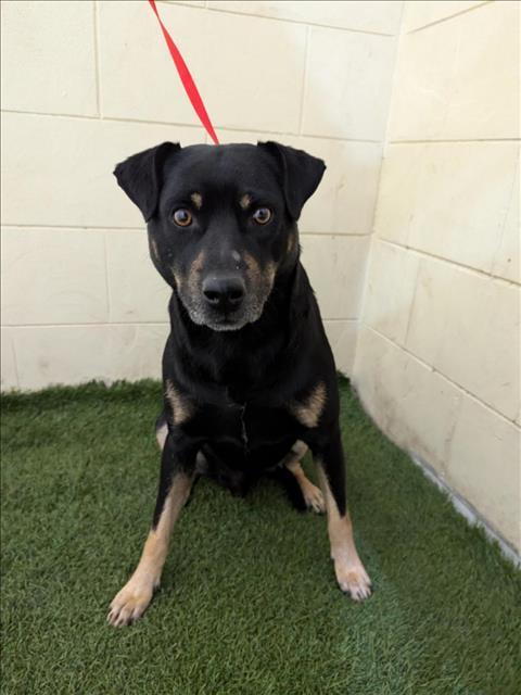 BRUNO, an adoptable Entlebucher, Mixed Breed in Winter Haven, FL, 33880 | Photo Image 1