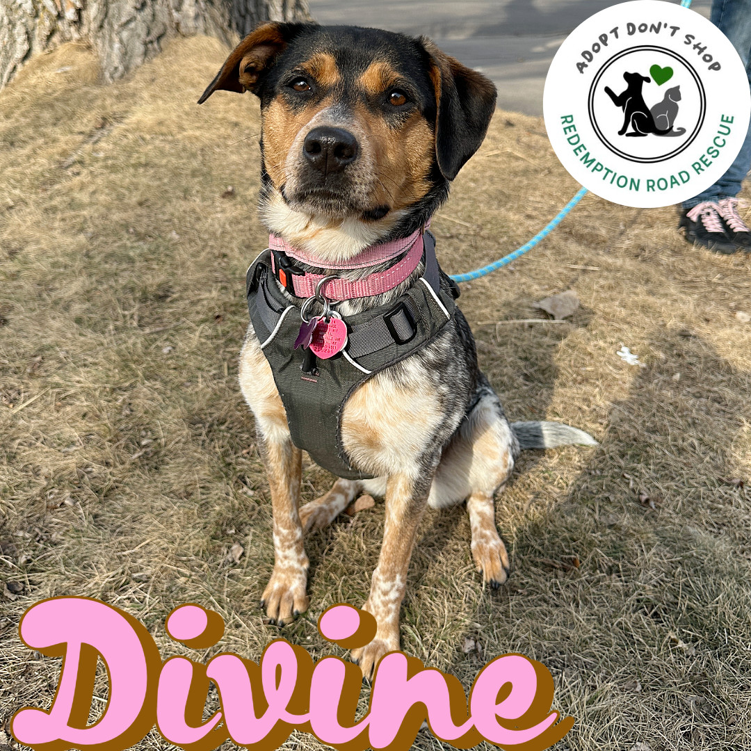 Divine