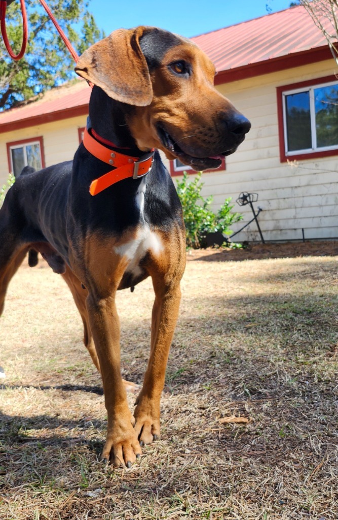 Dozer
