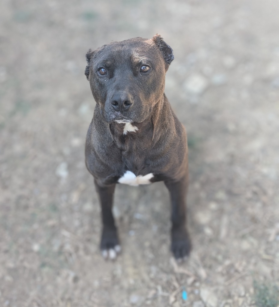 Chaco
