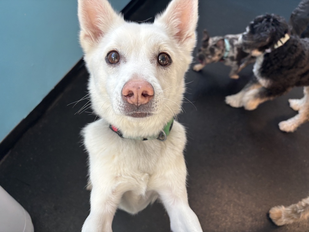 Miso, an adoptable Jindo in Long Island City, NY, 11101 | Photo Image 1