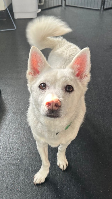 Miso, an adoptable Jindo in Long Island City, NY, 11101 | Photo Image 2