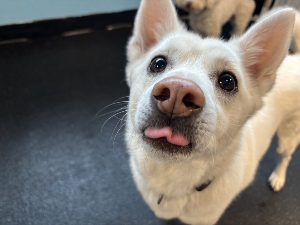 Miso, an adoptable Jindo in Long Island City, NY, 11101 | Photo Image 3
