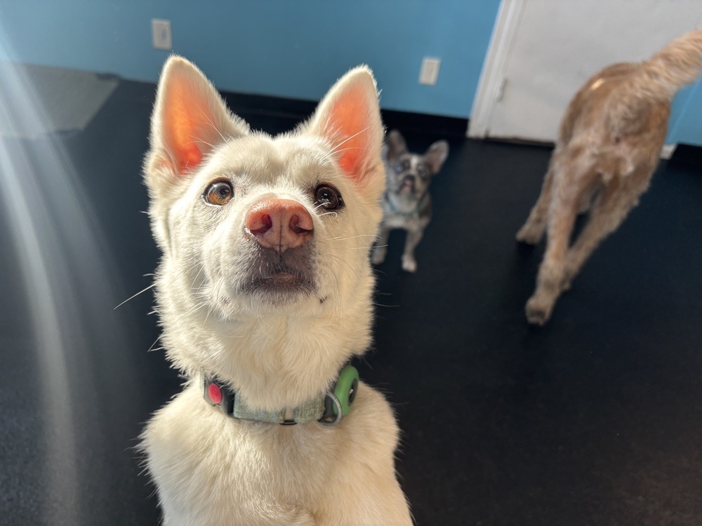 Miso, an adoptable Jindo in Long Island City, NY, 11101 | Photo Image 4