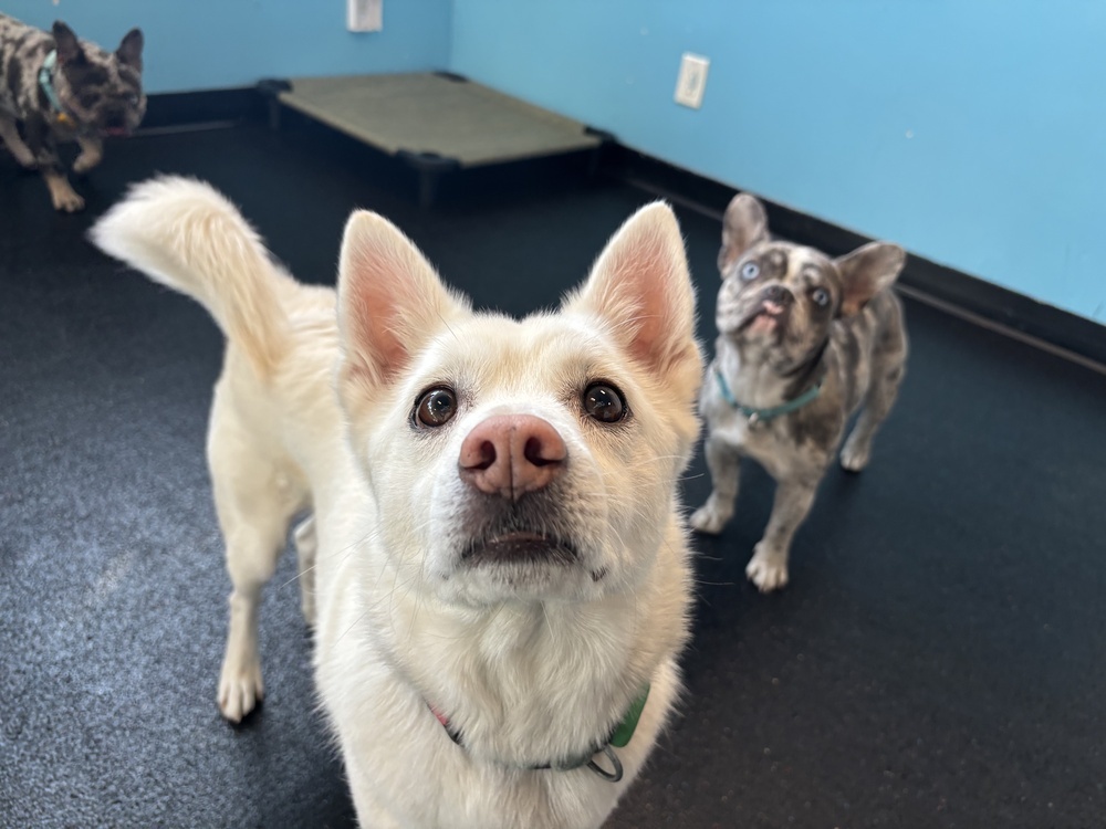 Miso, an adoptable Jindo in Long Island City, NY, 11101 | Photo Image 5