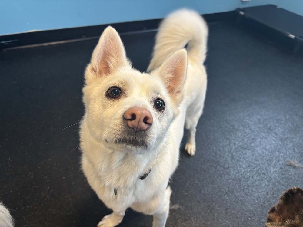Miso, an adoptable Jindo in Long Island City, NY, 11101 | Photo Image 6