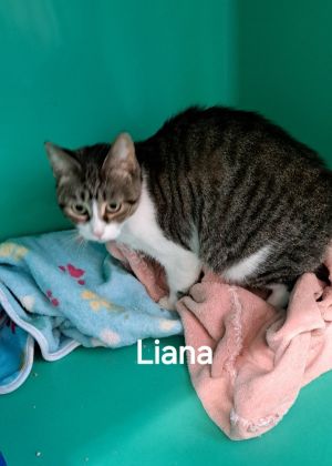 Liana, Adult Female unknown