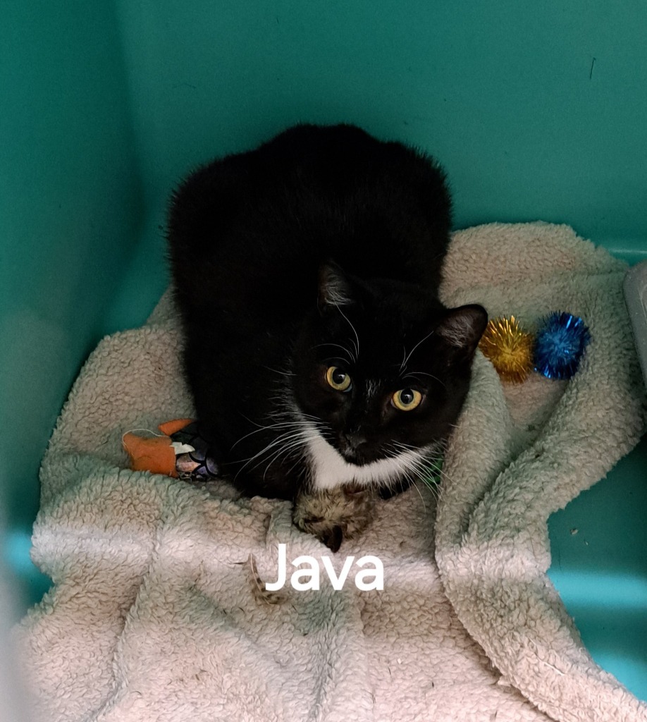 Java