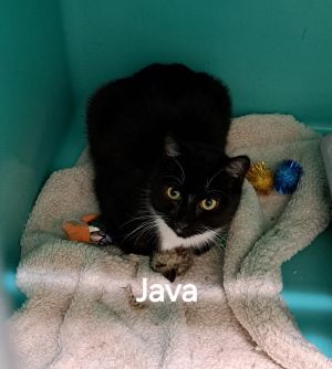 Java, Young Male unknown