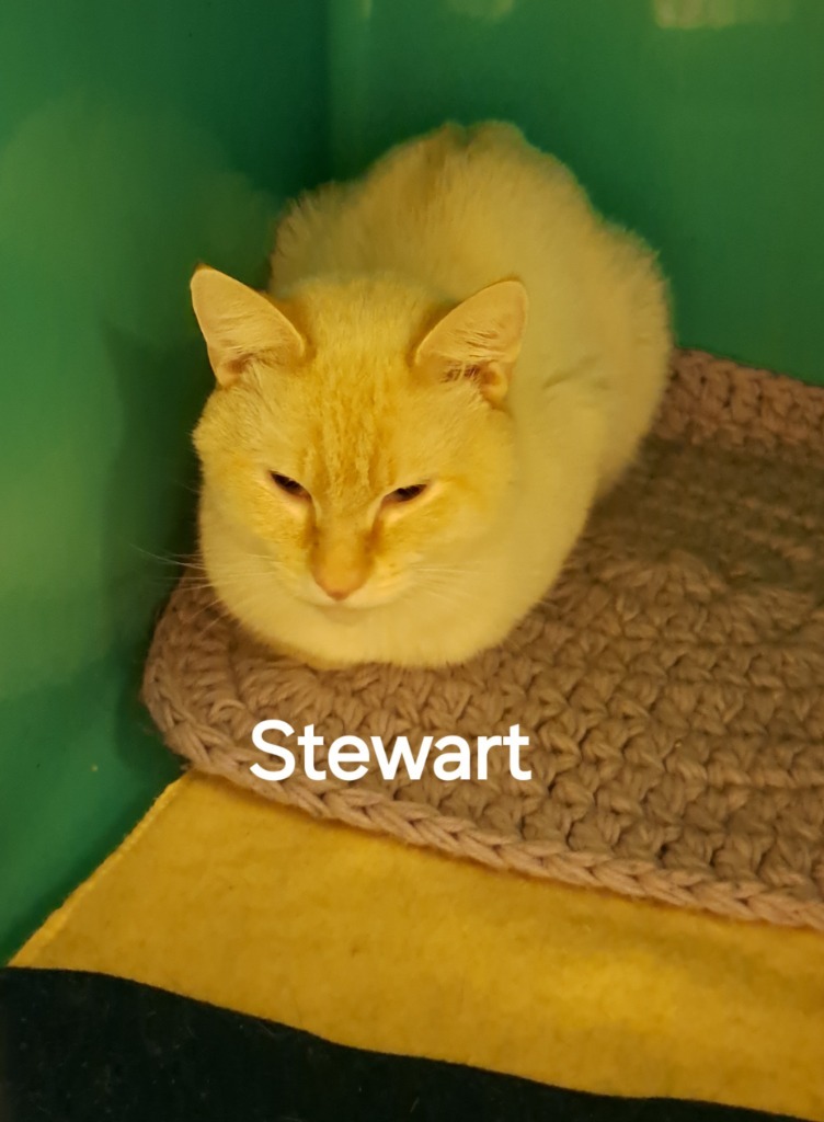 Stewart