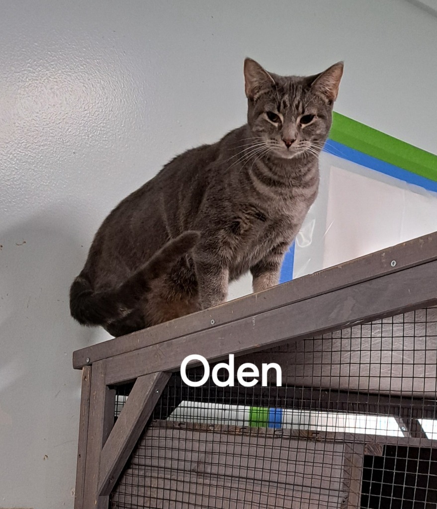 Oden