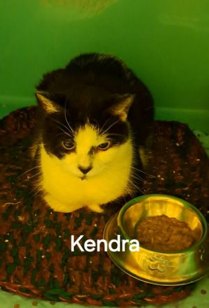 Kenny, Adult Male Domestic Short Hair