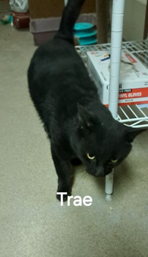 Trae, Adult Male unknown