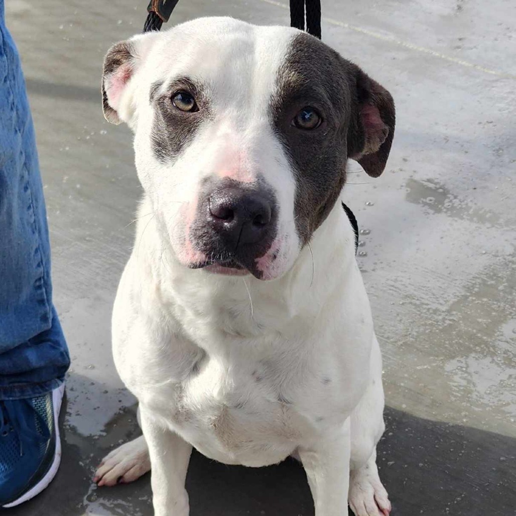 Zippy - PAWS, an adoptable Mixed Breed in Las Cruces, NM, 88001 | Photo Image 1