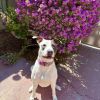 Zippy - PAWS photo 1