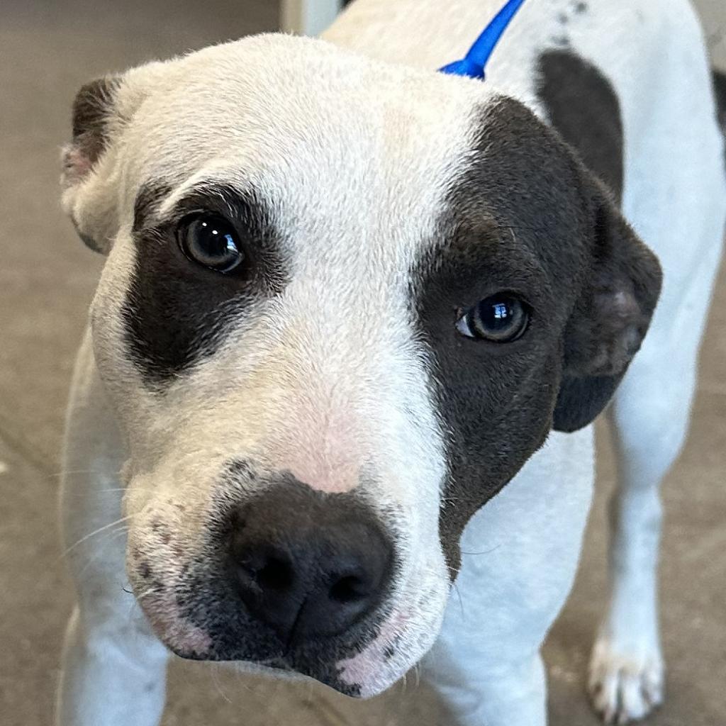 Zippy - PAWS, an adoptable Mixed Breed in Las Cruces, NM, 88001 | Photo Image 2