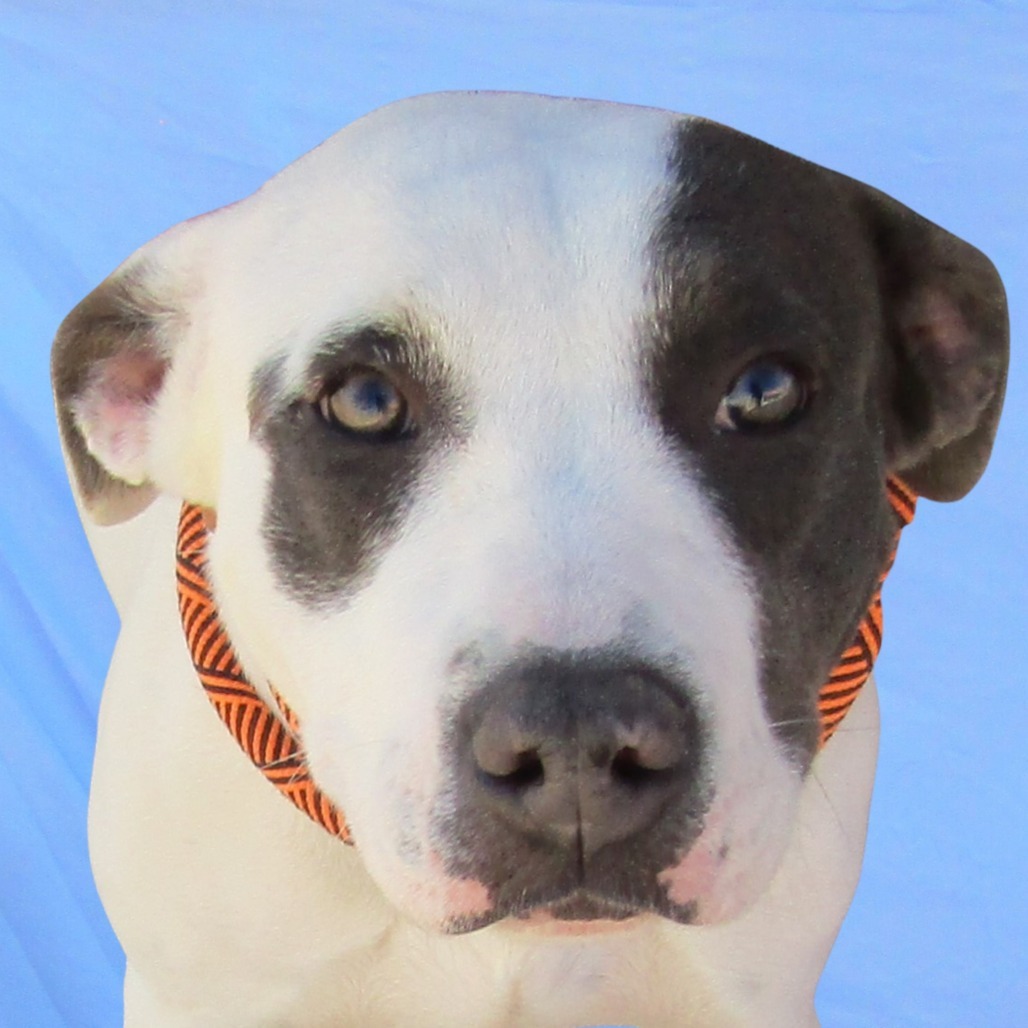 Zippy - PAWS, an adoptable Mixed Breed in Las Cruces, NM, 88001 | Photo Image 3