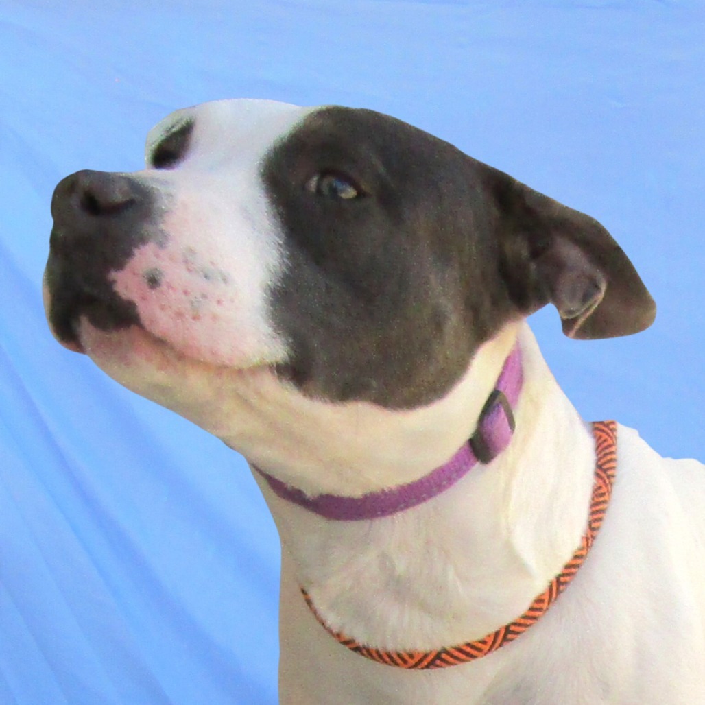 Zippy - PAWS, an adoptable Mixed Breed in Las Cruces, NM, 88001 | Photo Image 4