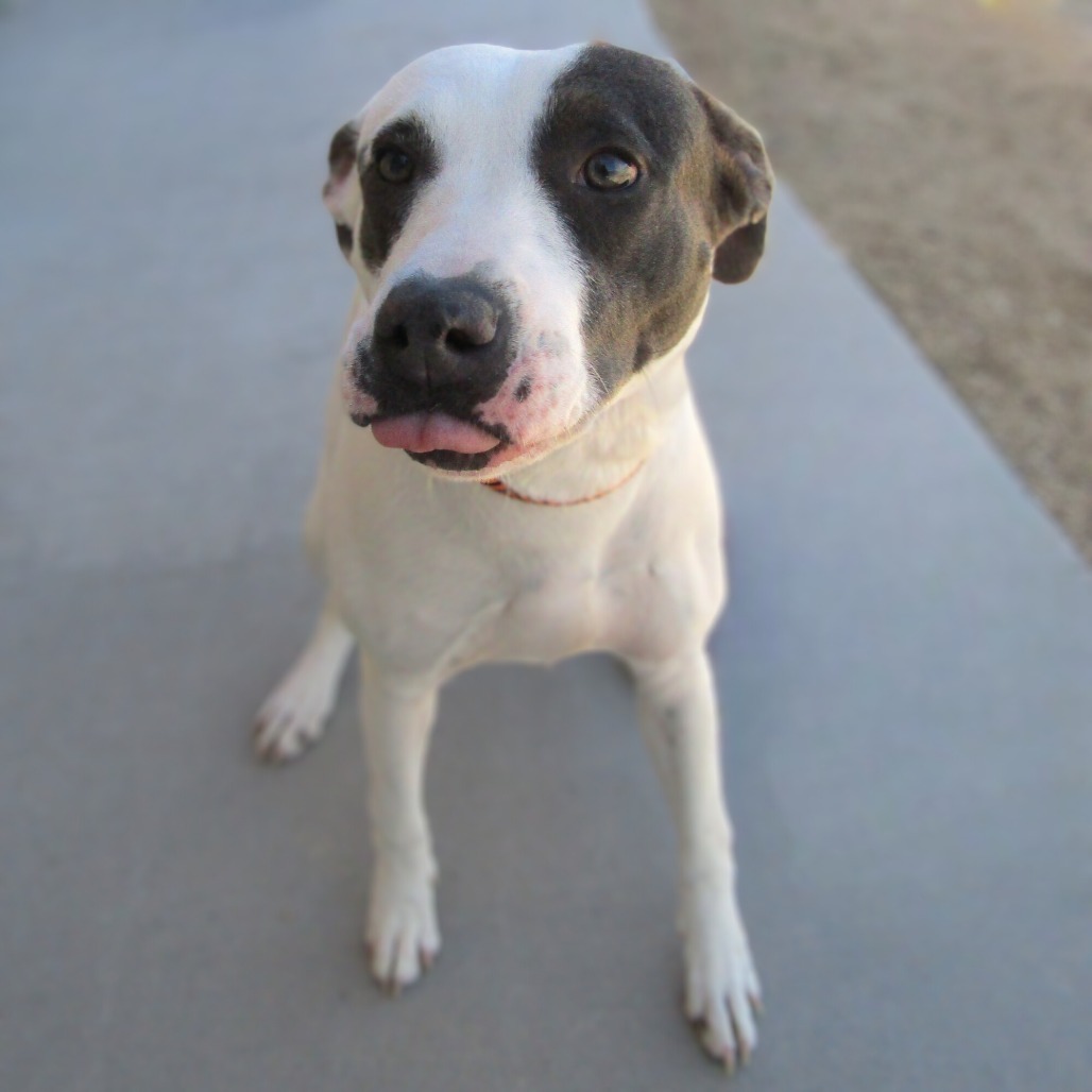 Zippy - PAWS, an adoptable Mixed Breed in Las Cruces, NM, 88001 | Photo Image 5