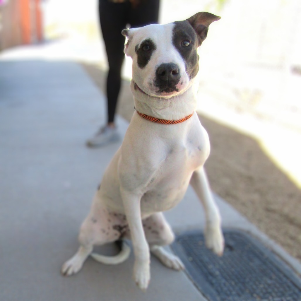 Zippy - PAWS, an adoptable Mixed Breed in Las Cruces, NM, 88001 | Photo Image 6