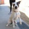 Zippy - PAWS photo 6