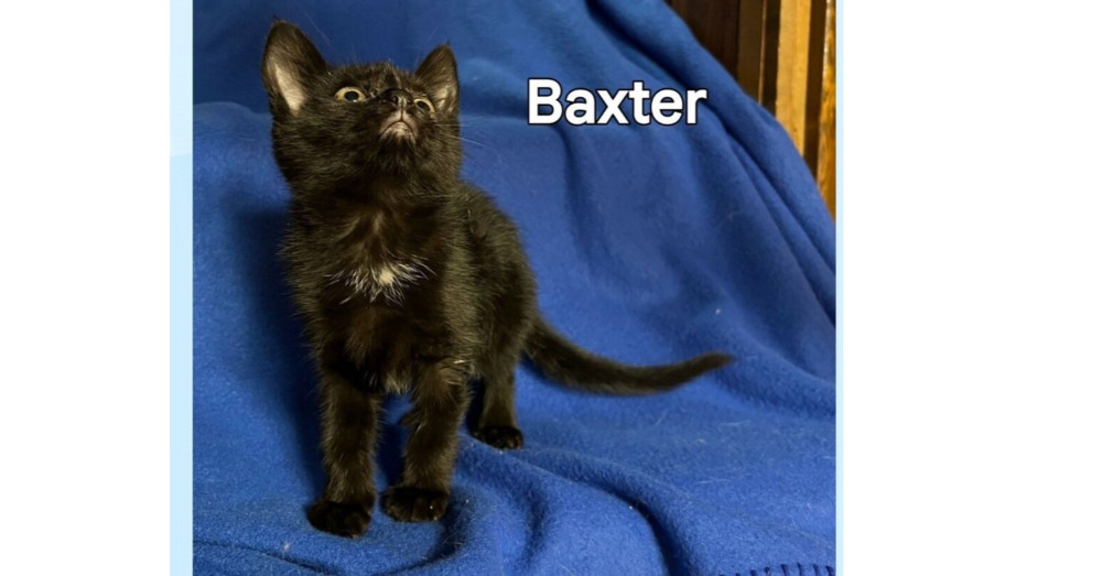 Baxter