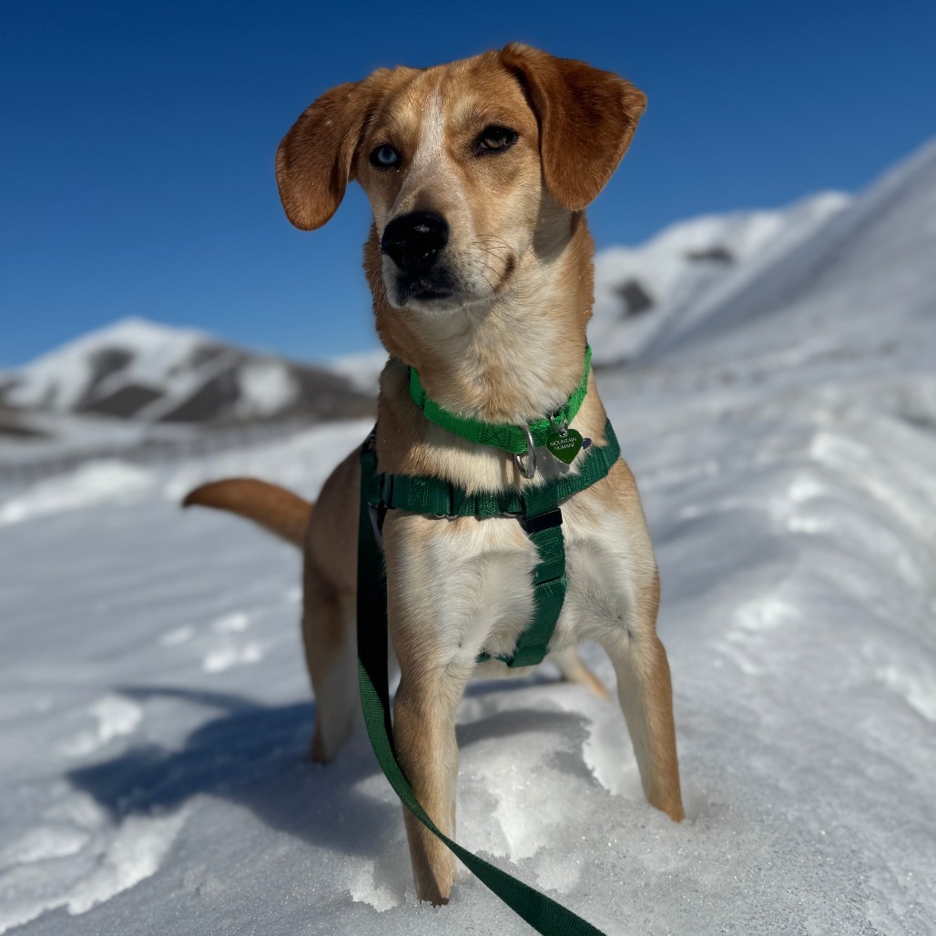 Kylie, an adoptable Mixed Breed in Hailey, ID, 83333 | Photo Image 1