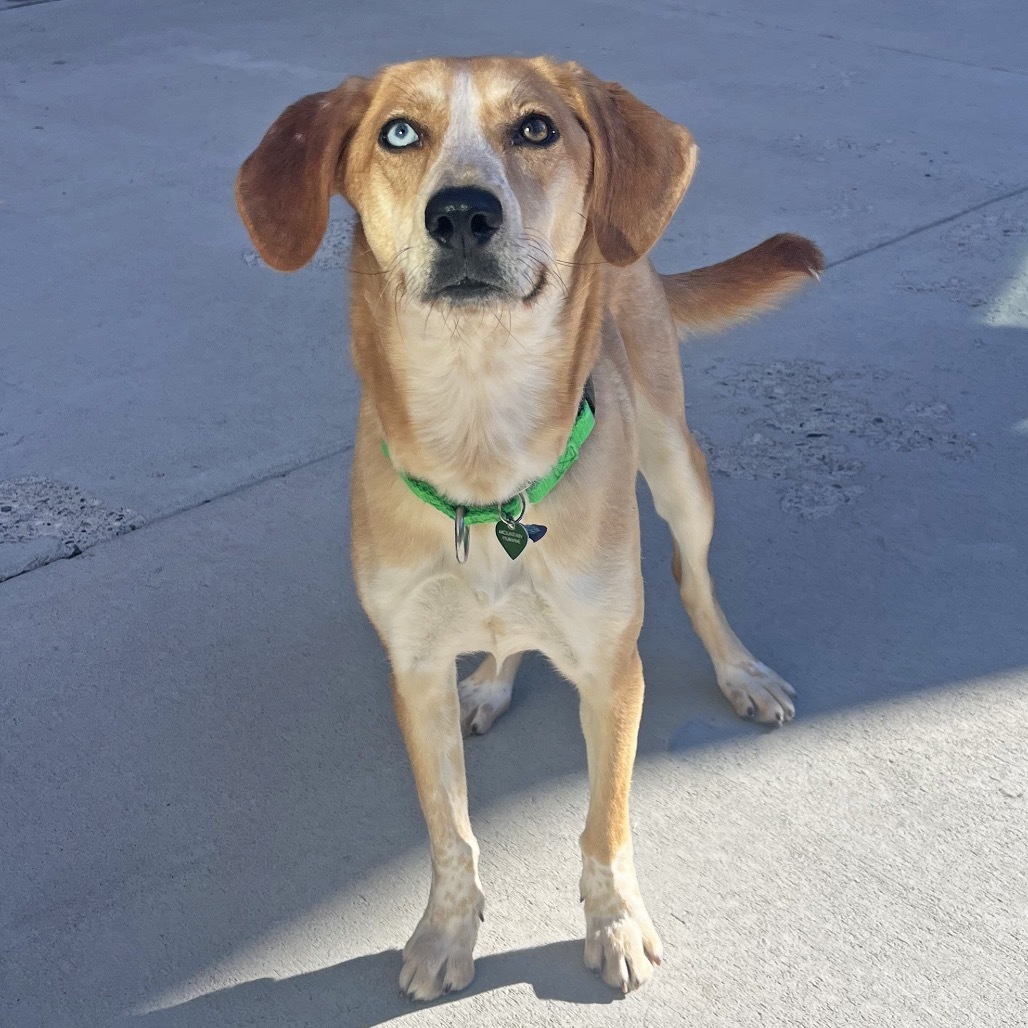 Kylie, an adoptable Mixed Breed in Hailey, ID, 83333 | Photo Image 2
