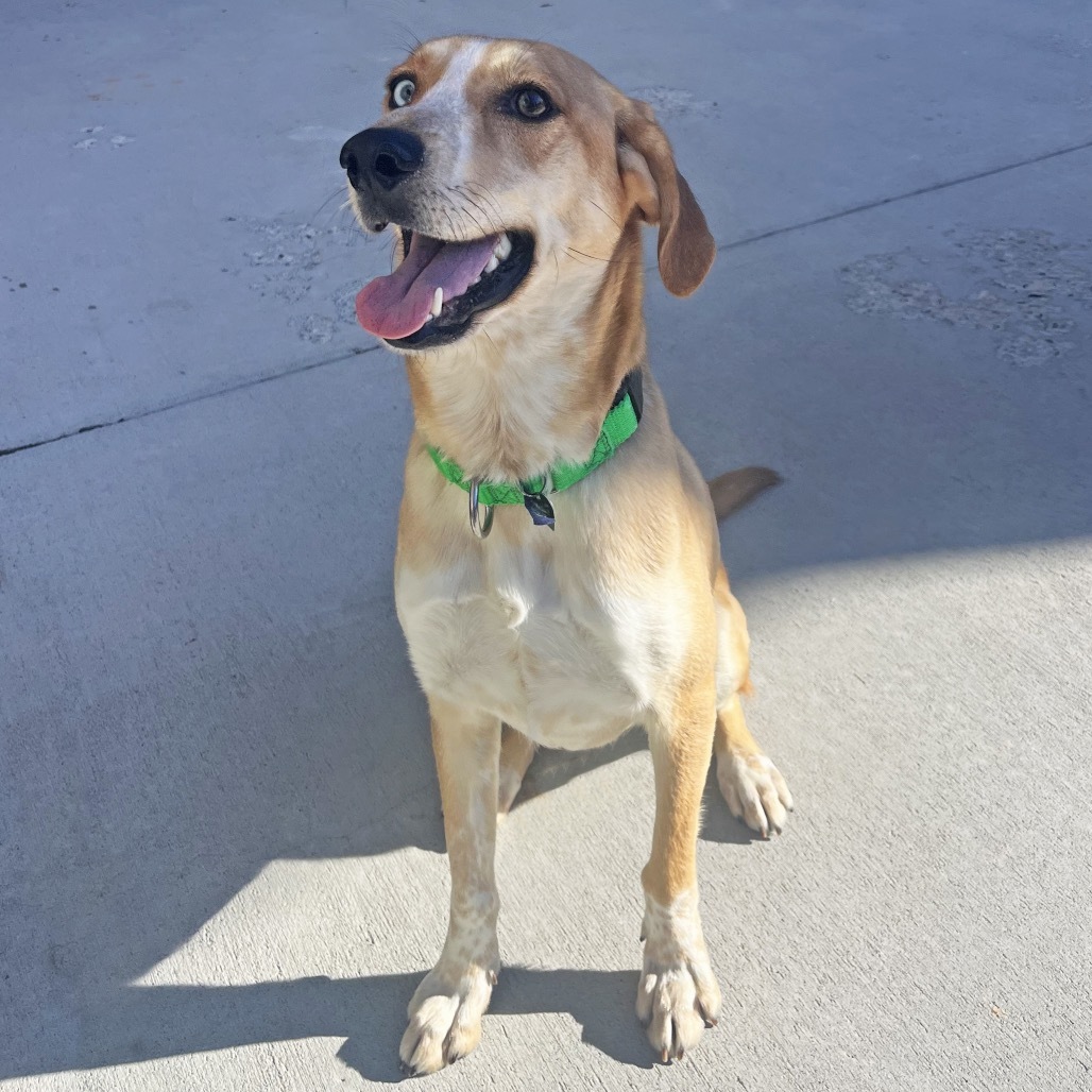 Kylie, an adoptable Mixed Breed in Hailey, ID, 83333 | Photo Image 3