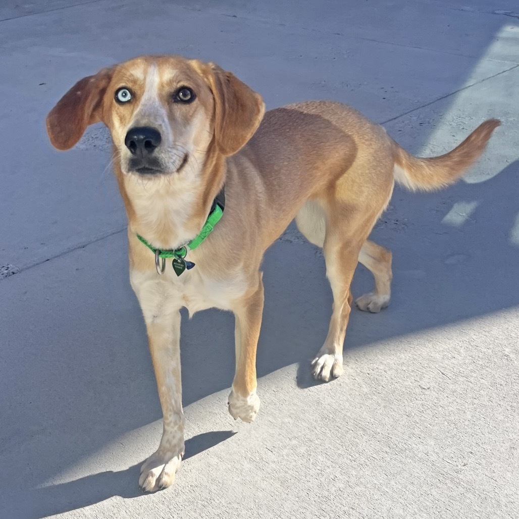 Kylie, an adoptable Mixed Breed in Hailey, ID, 83333 | Photo Image 4