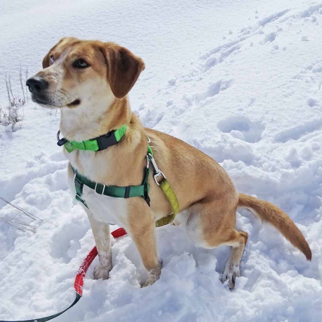 Kylie, an adoptable Mixed Breed in Hailey, ID, 83333 | Photo Image 5