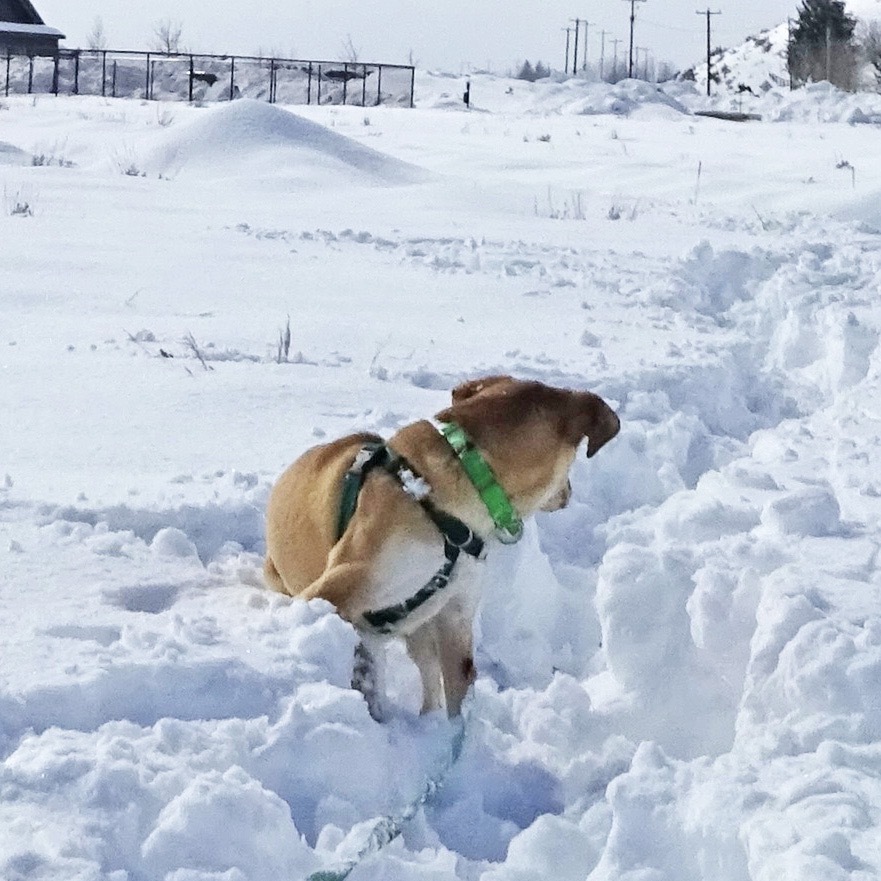 Kylie, an adoptable Mixed Breed in Hailey, ID, 83333 | Photo Image 6