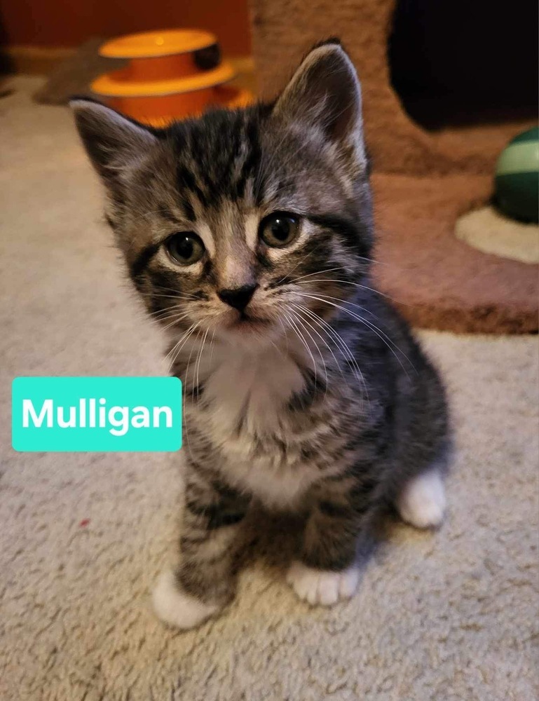 Mulligan