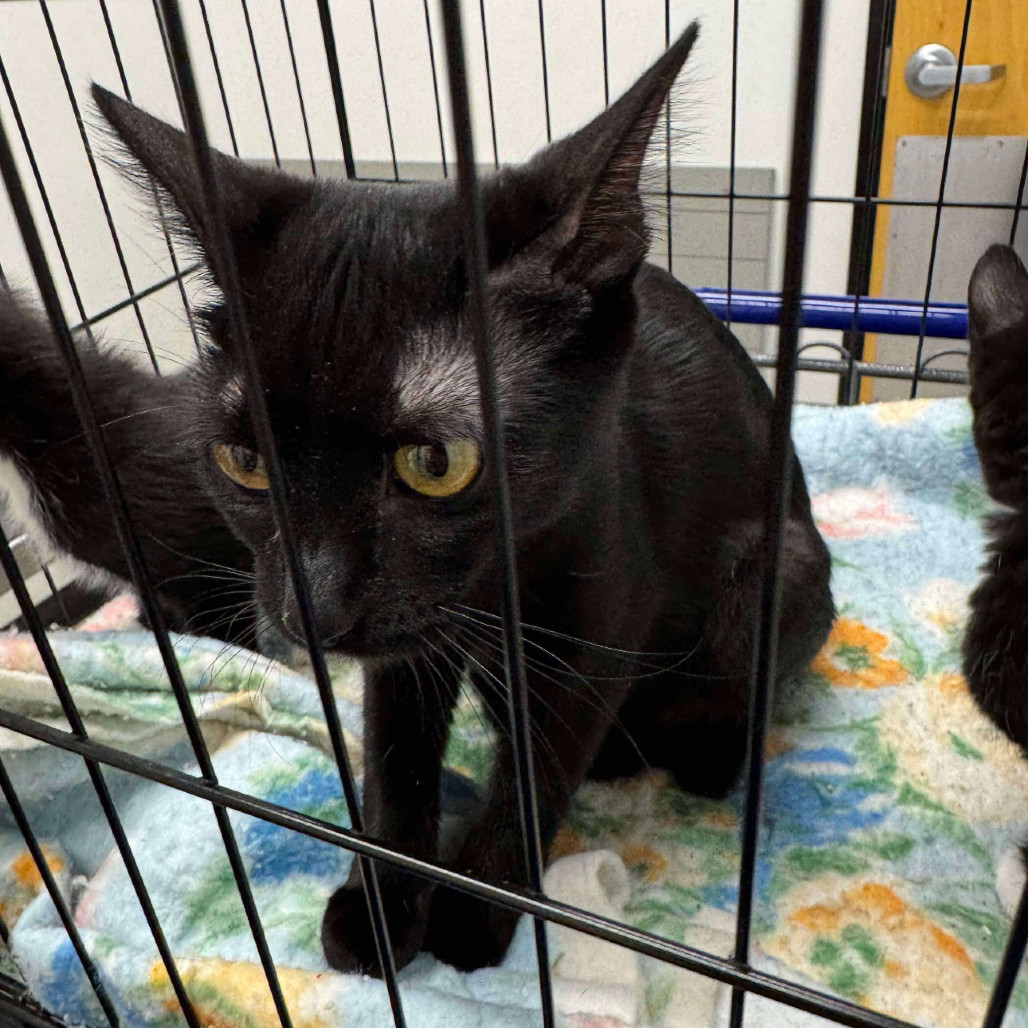 Josie Cat OS NV, an adoptable Domestic Short Hair in Las Vegas, NV, 89145 | Photo Image 1