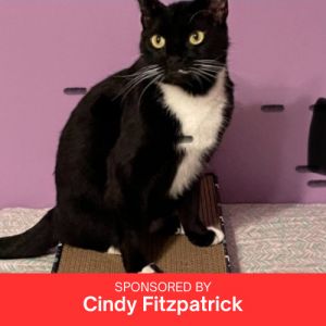 Mittens, Adult Female unknown