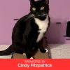 Mittens photo 1