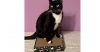 Mittens photo 2
