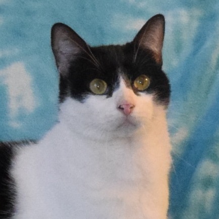 Sushi, an adoptable Domestic Short Hair in Eureka, CA, 95503 | Photo Image 1
