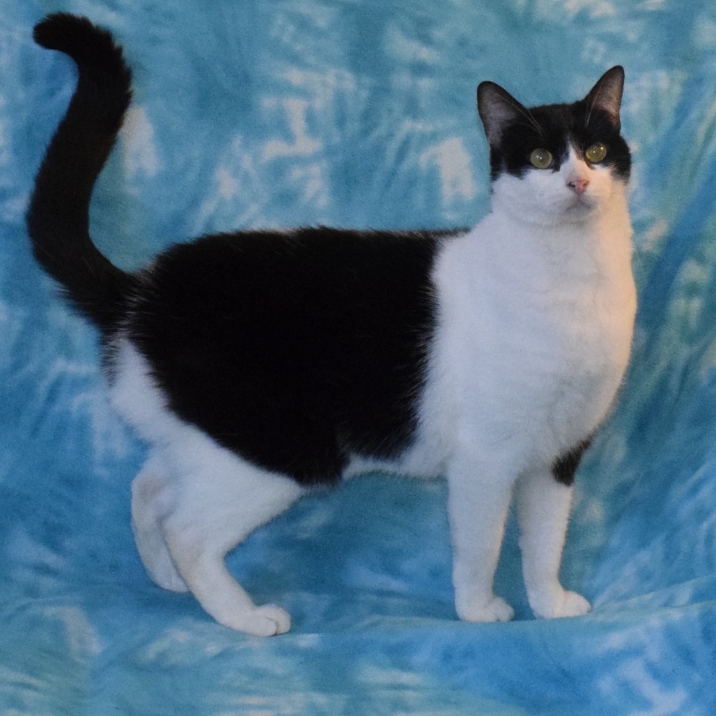 Sushi, an adoptable Domestic Short Hair in Eureka, CA, 95503 | Photo Image 2
